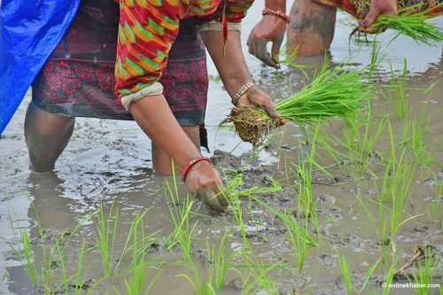 ‘अभिनय’मै सीमित धान दिवस