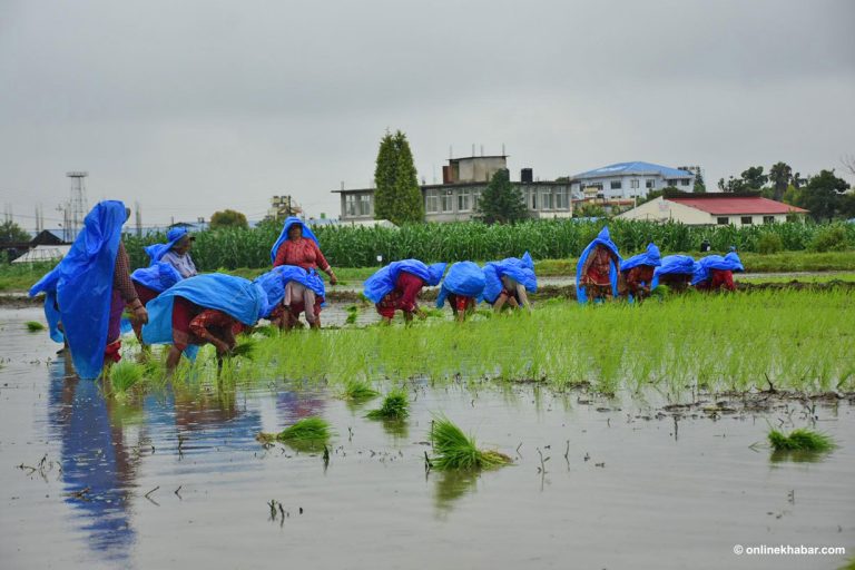 देशभरि ३९ प्रतिशत धान रोपाइँ, मधेशमा २६ प्रतिशत मात्रै