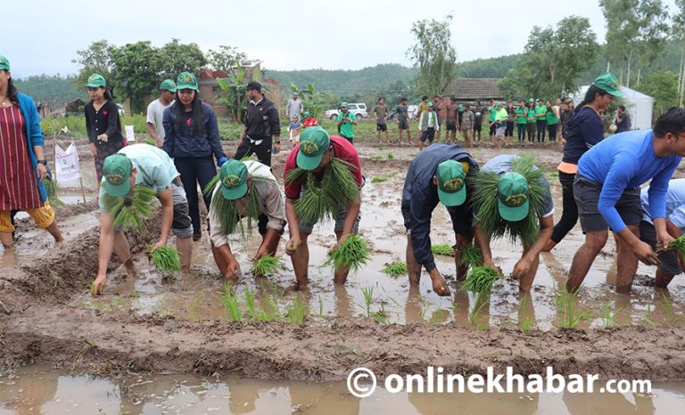 कर्णालीमा २८ प्रतिशत मात्र रोपाइँ