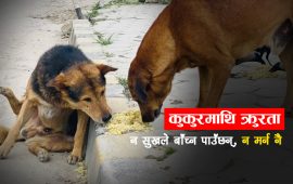 सडक कुकुरप्रति क्रूर र निर्दयी छन् सहरिया