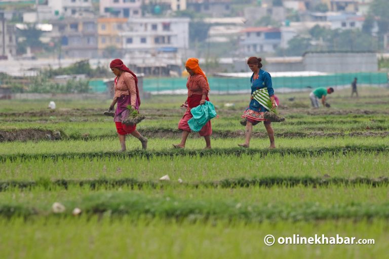 धान दिवसले सम्झाएको धान