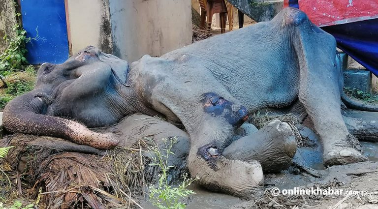 तेस्रो पटक ढलेको १० दिनमा मरिन् काजलकली