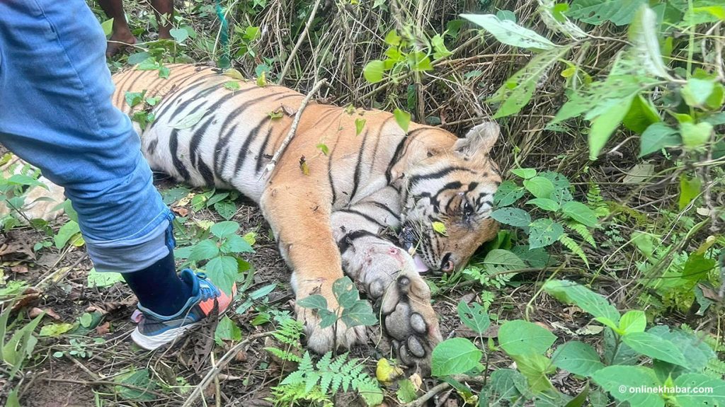 चितवनको मेघौलीमा पोथी बाघ मृत फेला – Online Khabar