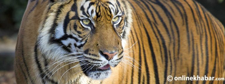 भरतपुर भ्रमण वर्ष उद्घाटनसँगै बाघ देख्न पाइने