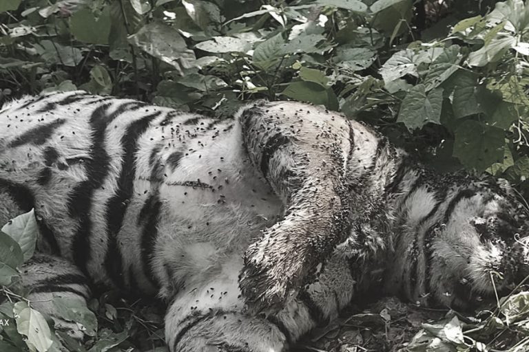 चितवन राष्ट्रिय निकुञ्जमा बाघ मृत फेला