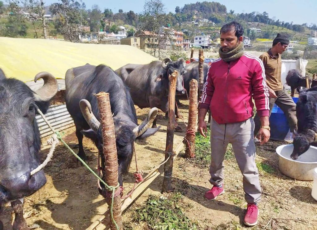 दूध उत्पादक किसानलाई बागमती प्रदेश सरकारको १६ करोड रुपैयाँ अनुदान