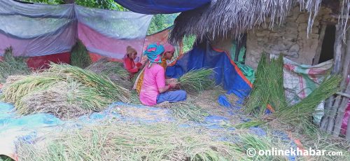 दाङका किसानलाई चैते धान भित्र्याउने चटारो (फोटो फिचर)