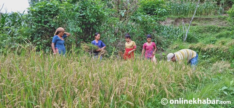 चैते धान भित्र्याउने तयारीमा दाङका किसान