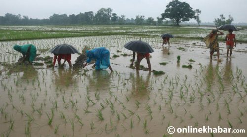 तराई-मधेशमा गाइने परम्परागत ‘रोपनी लोकगीत’ लोप हुने खतरामा