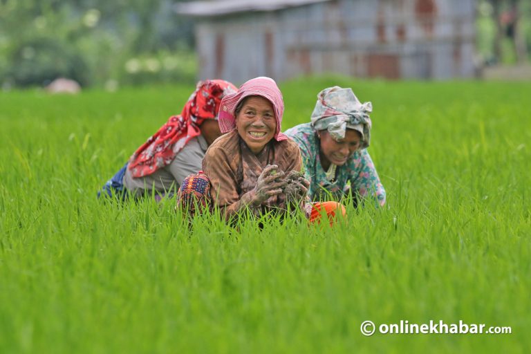 खोकनाका किसानलाई धान गोड्ने चटारो (फोटो फिचर)