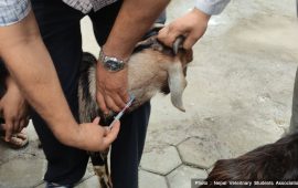 पशु चिकित्सा विधेयक : स्थानीय तहको अधिकार संघमै राख्ने प्रयास