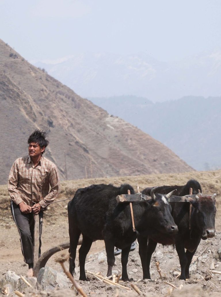 जब प्रदीप खड्काले जुम्लामा हलो जोते…