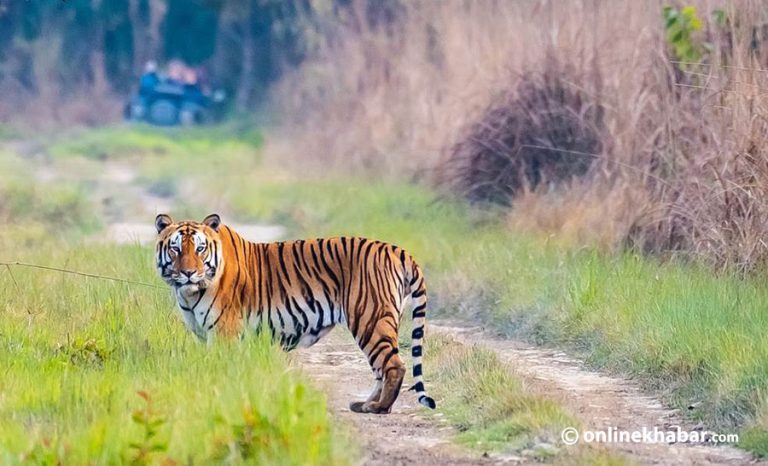 दोब्बरले बढे शुक्लाफाँटामा पाटे बाघ