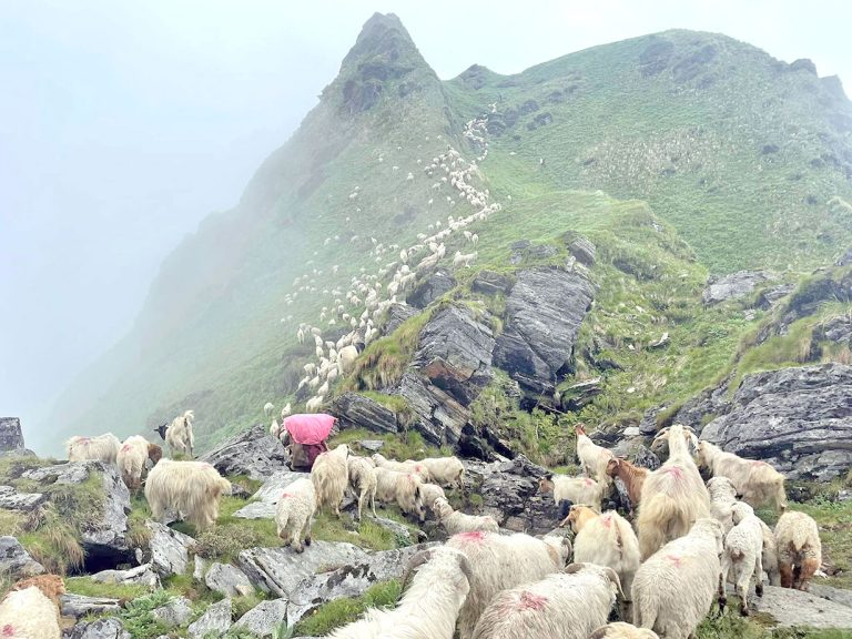 चरनका लागि धवलागिरि आधार शिविर पुगे भेडाका बथान