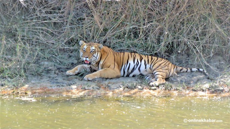 सामुदायिक वनमा बाघको अवस्था बुझ्न क्यामेरा ट्यापिङ