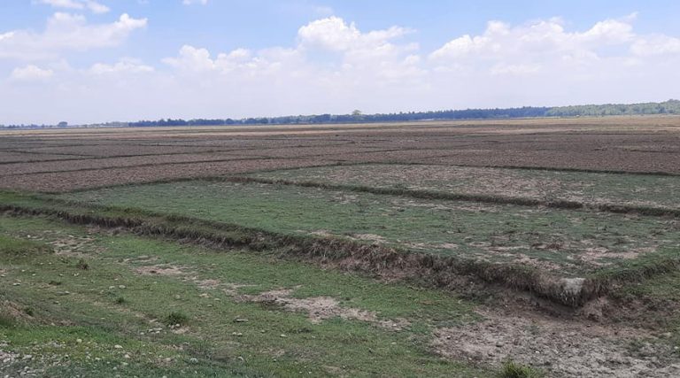 पानीको अभावमा रोपाइँ हुन नसकेपछि बाँकेको नरैनापुर सुख्खा क्षेत्र घोषणा