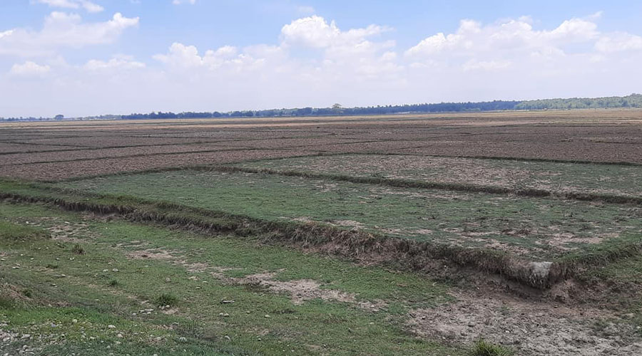 नरैनापुरमा अझै परेन पानी, भएन रोपाइँ