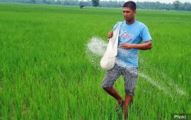 अनुदानको मल वितरण व्यवस्थित गर्न सातै प्रदेशमा सम्पर्क व्यक्ति तोक्न निर्देशन