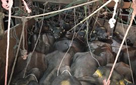 क्रूरतापूर्वक पशु ढुवानी गर्नेलाई १ लाख जरिवाना र १ वर्ष कैदको माग