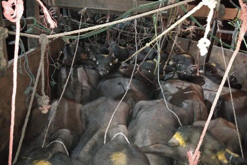 तीन-चार दिनसम्म ट्रकमा कोचेर क्रूरतापूर्वक राँगा–भैंसी ढुवानी