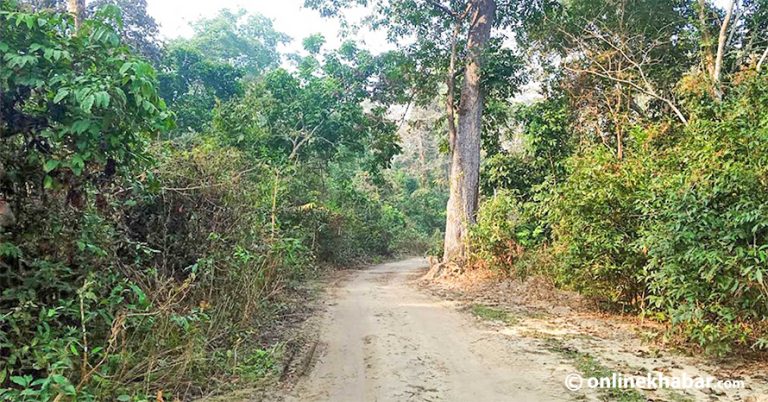 काठमा आत्मनिर्भर बनाउने र वन लिजमा दिने सरकारको घोषणा