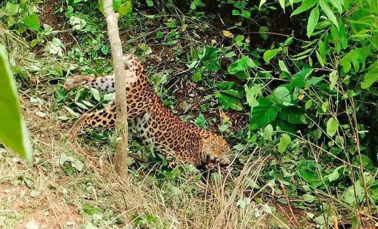 बँदेललाई थापेको पासोमा चितुवा परेपछि…