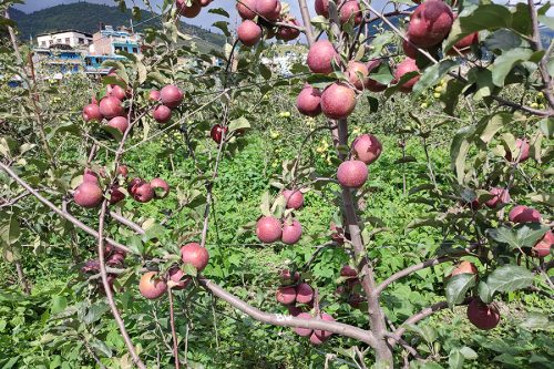 काठमाडौंमा आयातित भन्दा आधा सस्तोमा पाइन्छ जुम्ला र मुस्ताङको स्याउ