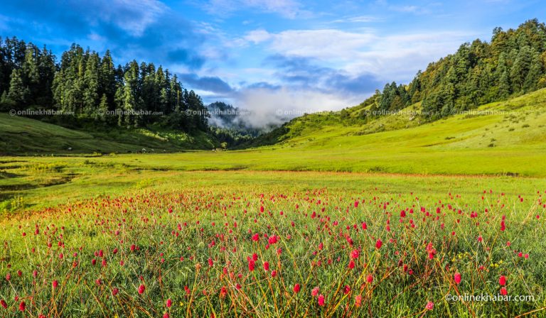 जब वनफूलले ढाक्यो खप्तड (फोटो फिचर)