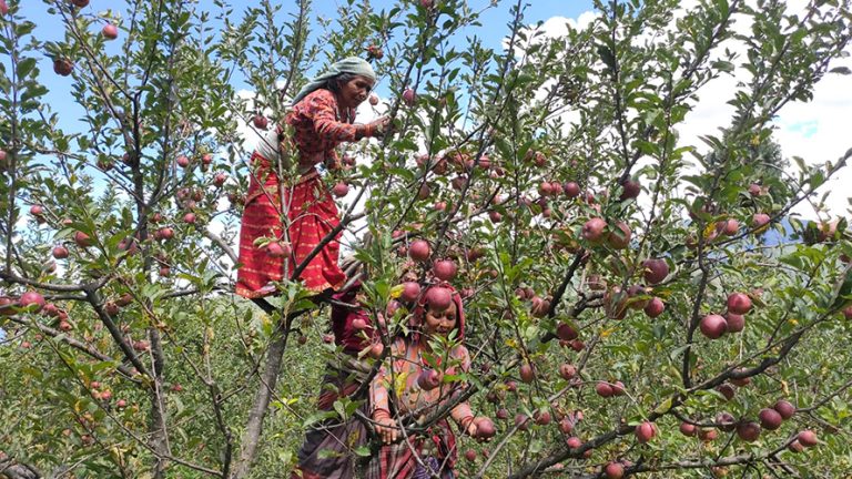 मुगुका किसानलाई स्याउ टिप्न चटारो   