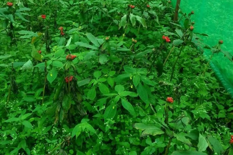 भोजपुरका किसानको रोजाइमा सतुवा खेती   