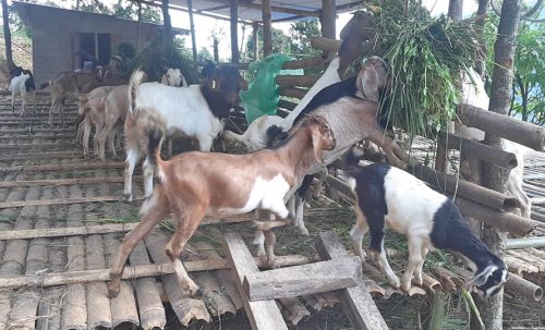 कृषि बीमा कार्यान्वयन दशक नाघ्यो, किसान अझै असहज