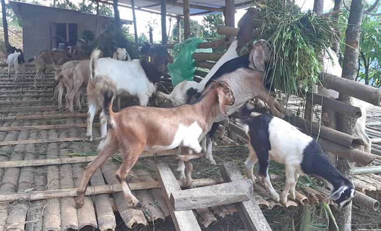 सहकारीमार्फत सामूहिक कृषिमा जोडिदै पुम्देली