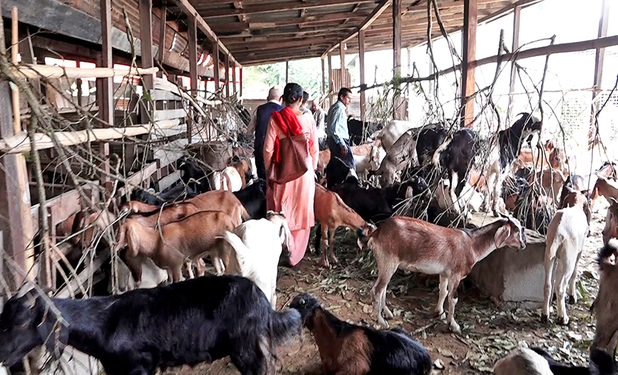 थापाथलीमा दशैँको खसी, बोका बिक्री सुरू