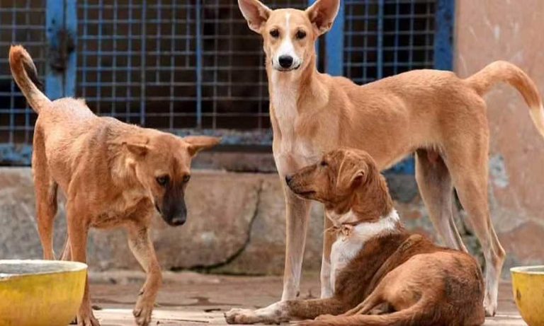 यस्तो गाउँ, जहाँ मानिस होइन कुकुर करोडपति छन्