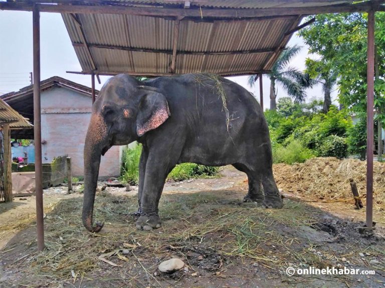 निकुञ्ज क्षेत्रमा बँधुवा हात्ती : मान्छे बोक्न नसकेपछि दर्दनाक मृत्यु