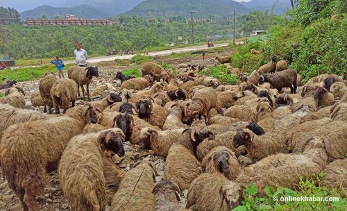 पोखरा आइपुगे बझाङका भेडाच्यांग्रा, एउटैको पर्छ ४८ हजार