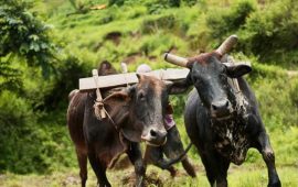 मेलम्चीमा हल गोरु पाल्ने २ सय ४० किसानलाई प्रोत्साहन रकम