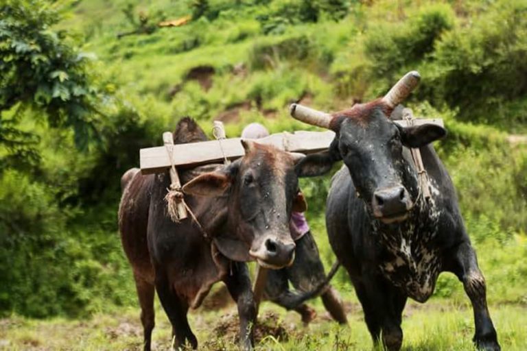 हल गोरु पाल्ने किसानलाई १० हजार अनुदान