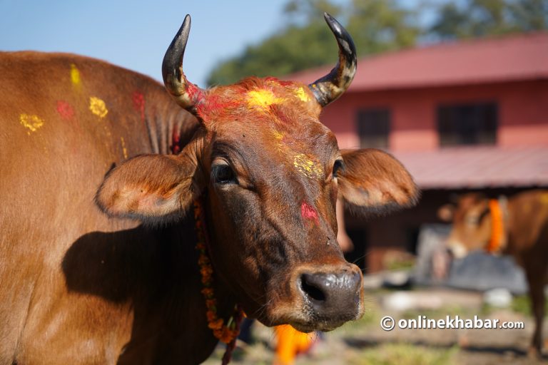 आज गाई पूजा गरिंदै