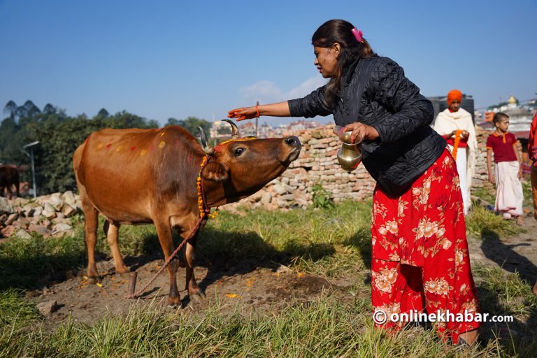 पशुपतिमा सामूहिक गाई पूजा (तस्वीरहरू)