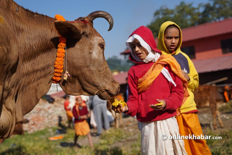 तिहारको पाँचौ दिन : गाई पूजा पनि आजै गरिंदै