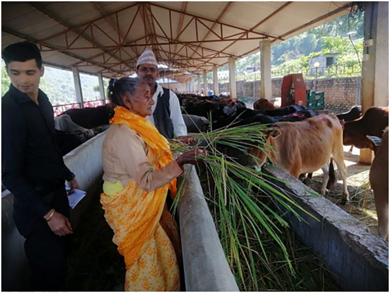 तिहारमा हरियो धान काटेर गाईलाई खुवाउने परम्परा धान्दै ९० वर्षीया गङ्गादेवी