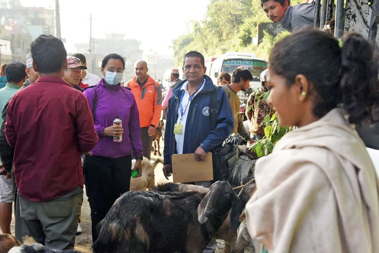 अनुगमन टोलीलाई खसी व्यापारीको जवाफ– हचुवामा ल्यायौं, हचुवामै बेच्छौं