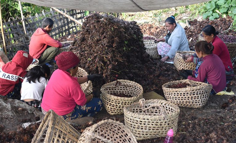 बढ्दैछ गलैंचा, कार्पेट, यार्चागुम्बा र अम्रिसो निर्यात