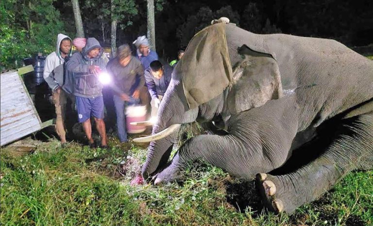 बारामा महिलालाई आक्रमण गर्ने जंगली हात्तीको दाह्रा काटियो