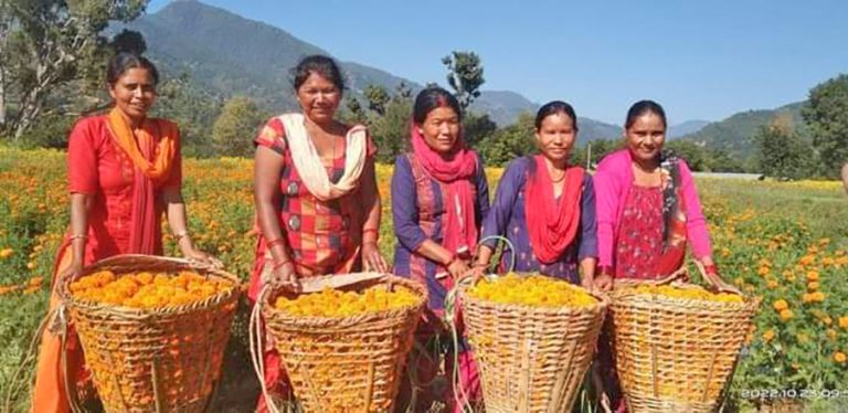 रोल्पामा महिला समूहको व्यावसायिक फूल खेतीले कृत्रिम माला विस्थापित हुँदै