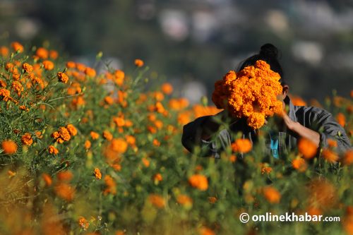 तिहार नआउँदै सयपत्री फूलको अग्रिम माग