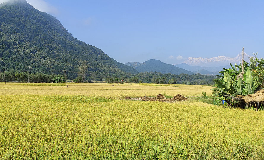 धान पकेट क्षेत्रकै बासिन्दा आयातित चामलमा निर्भर   