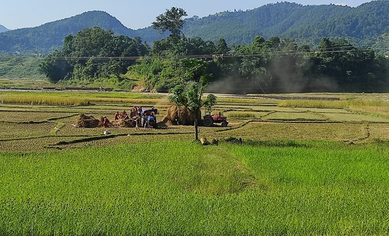 कृषिप्रधान मुलुक : धान पकेट क्षेत्रका किसान चामल किनेर खाँदै !