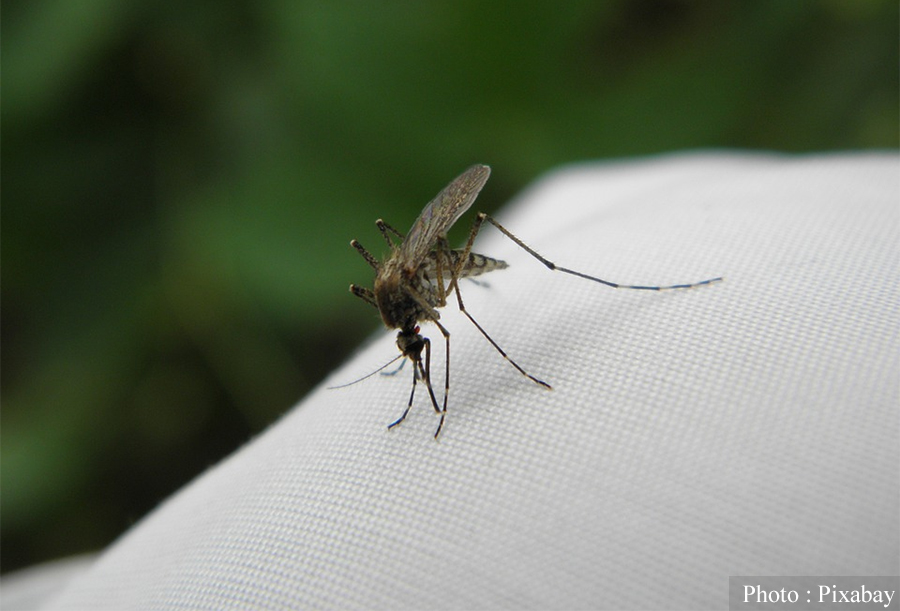In a coma from a mosquito chunk, 30 operations needed to be completed
